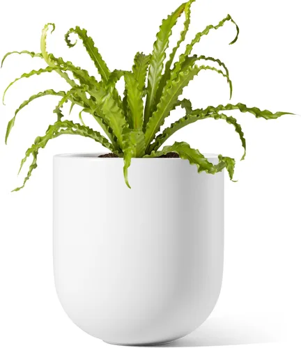 Vista 14 de LE TAUCI Maceta para plantas de 10 pulgadas, macetas de cerámica para plantas con orificio de drenaje y tapón de goma, macetas para plantas