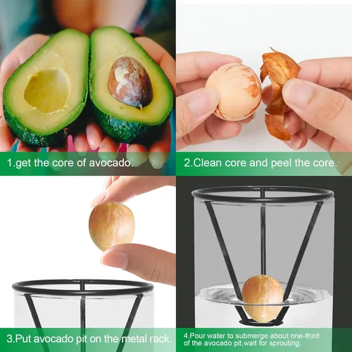 Vista 3 de Kits de cultivo de árboles de aguacate con cepillo para botellas, figura de aguacate, base de bambú, jarrón de iniciación de semillas de aguacate