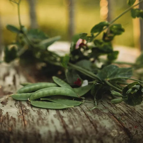 Vista 3 de Guisante de azúcar gris enano – 4 onzas a granel (~650 semillas) – Variedad de reliquia y polinizada abierta, fácil de cultivar y tolerante al frío