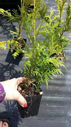 Vista 4 de 10 árboles Arborvitae Thuja verdes gigantes de 8–12 pulgadas de altura