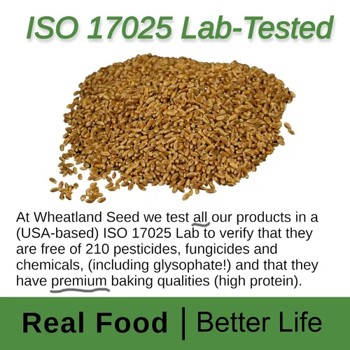 Vista 4 de WHEATLAND™ Bayas de trigo orgánico rojo duro • Cubo de 20 lb, sellado en Mylar • Almacenamiento de alimentos de emergencia • Cultivado por