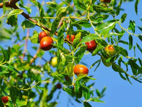Vista 4 de Azufaifo Árbol frutal Superfruit Ziziphus Jujube Crecimiento Rápido 10 Semillas por OrginBud