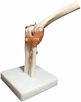 Vista 3 de BoNew Modelo anatómico de la articulación del codo de tamaño real Esqueleto - Anatomía médica humana