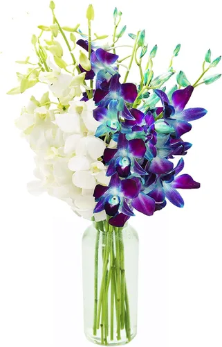 Vista 14 de Kabloom 10 Tallos Blue Valentine Dendrobium orquídeas, 2.5 libras