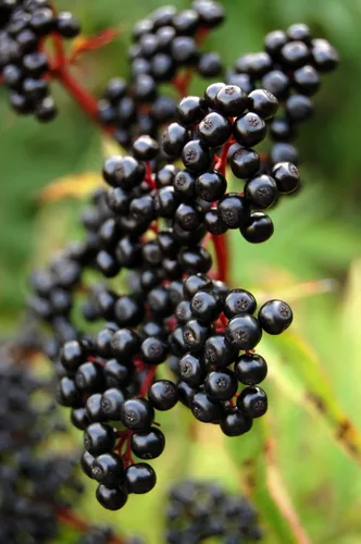 Vista 2 de Semillas de saúco americano – 250 semillas para plantar – Sambucus Canadensis – Semillas sin OMG, cultivadas y enviadas desde Iowa. Fabricado