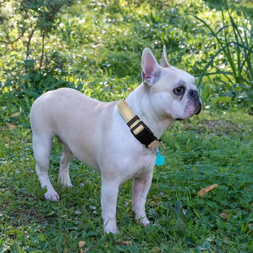 Vista 4 de Ladoogo collar reflectante para perro con acolchado de neopreno suave, collares de nylon transpirables y ajustables para perros pequeños, medianos