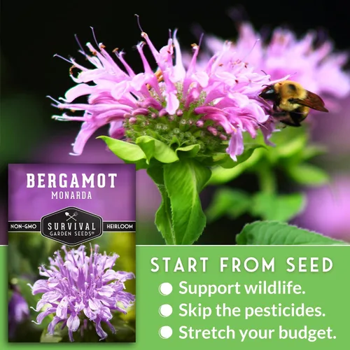 Vista 5 de Semillas de bálsamo de abeja para plantar, bergamota silvestre (Monarda Fistulosa), flores silvestres nativas perennes y hierbas medicinales