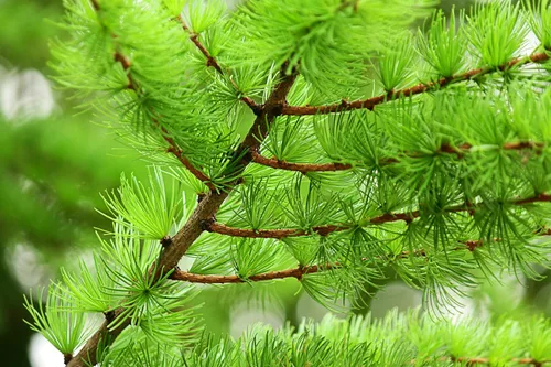 Vista 3 de 25 semillas europeas de alerce pino perenne Larix Decidua