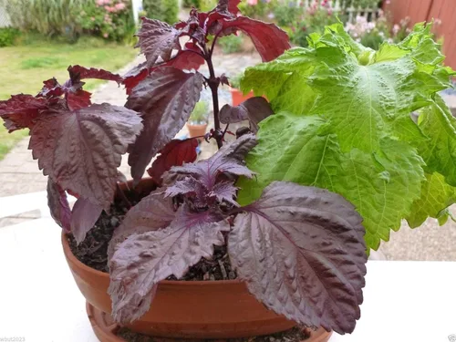 Vista 2 de 1000 semillas de perilla, hoja roja Shiso (Perilla Frutescens) Hierba fácil de cultivar