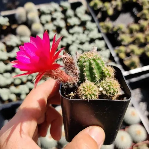 Vista 18 de Plantas de cactus suculentas vivas de USKC (maceta de 2 pulgadas) (Adromischus Maculatus)