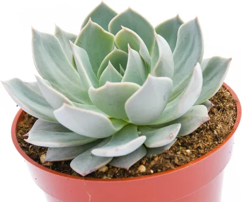 Vista 2 de Planta suculenta Echeveria viva - Suculenta Echeveria de 4 pulgadas (Echeveria Branco)