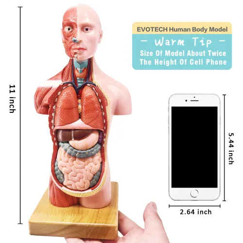 Vista 5 de EVOTECH SCIENTIFIC Modelos de cuerpo humano, esqueleto y corazón, el mejor modelo de anatomía, juego de 3 herramientas prácticas de estudio