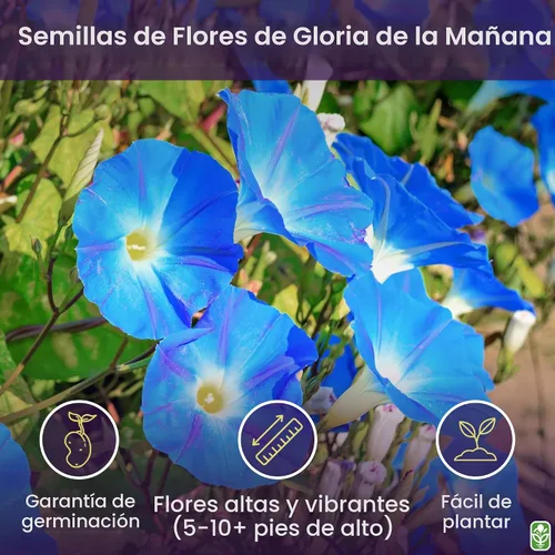 Vista 2 de 250 semillas de gloria de la mañana – hermosa enredadera.