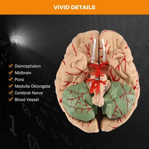 Vista 5 de BEAMNOVA Modelo de cerebro humano con vasos, modelo de anatomía de tamaño real de 8 partes desmontable con imanes, herramienta de enseñanza