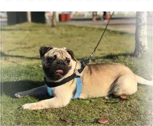 Vista 4 de Almohadilla de arnés para perro, acolchado suave para mayor comodidad y versatilidad en el ajuste