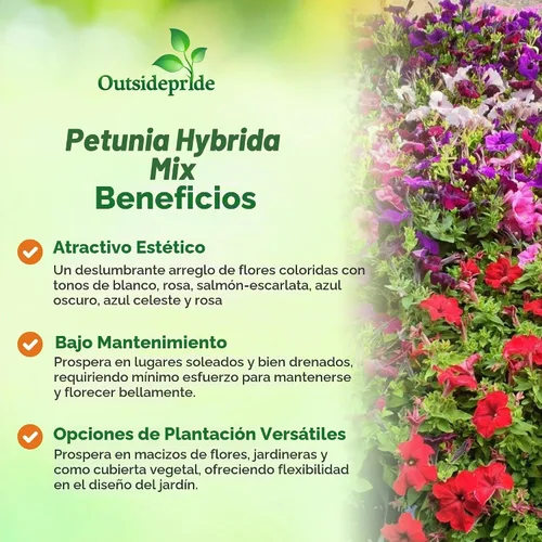 Vista 3 de Outsidepride Hybrida Mix Petunia Seeds - 5000 unidades. Semillas de flores anuales, compactas y versátiles para plantar flores vibrantes de bajo
