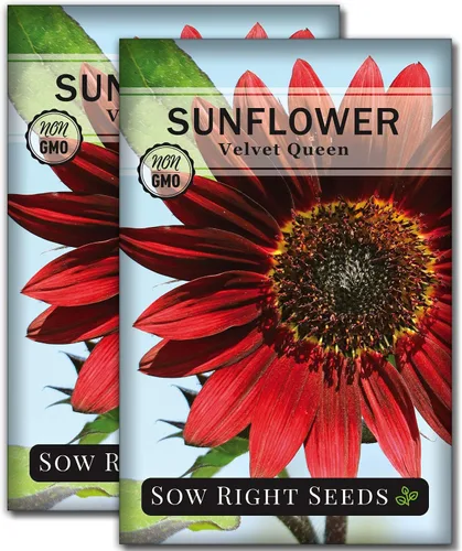 Vista 6 de Sow Right Seeds - Semillas de girasol Velvet Queen para plantar - Cultiva girasoles gigantes al aire libre en tu jardín - Paquete de reliquia sin