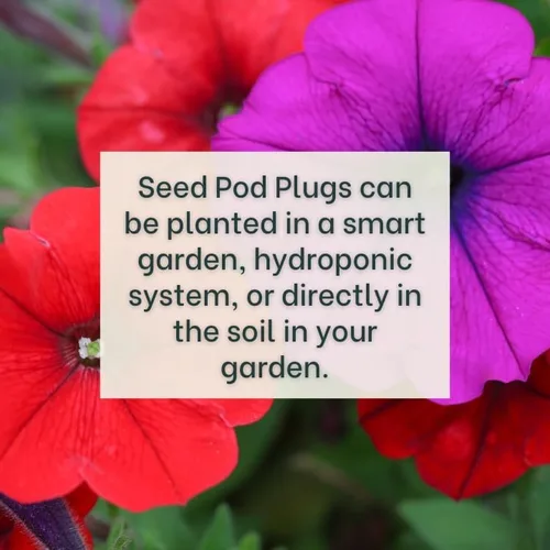 Vista 2 de White Petunia - Tapones completos de semillas con alimento vegetal - 10 cápsulas para jardines hidropónicos, clic y cultivo, cultivo de lechuga