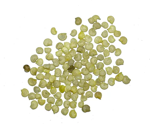 Vista 4 de Seed Needs - Semillas de pimiento arcoíris para plantar verduras, 1 paquete