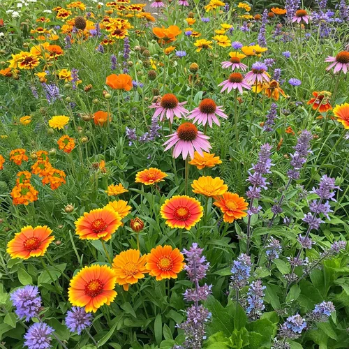 Vista 26 de Ferry Morse Mezcla para Todo Propósito Sol-Sombra a Granel Semillas de Flores Silvestres, 1 lb