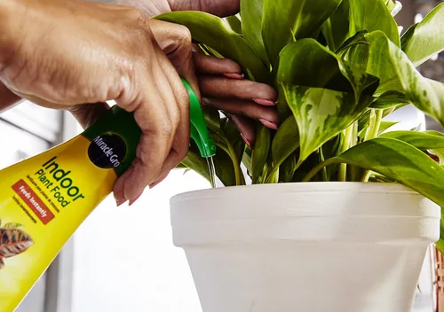Vista 4 de Miracle-Gro Alimento para plantas de interior, fertilizante para plantas, 8 onzas (paquete de 6) Alimento líquido para plantas