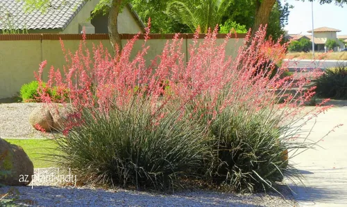 Vista 2 de Red Yucca - Planta viva en una maceta de 6 pulgadas - Hesperaloe Parviflora - Suculenta de hoja perenne apta para pájaros