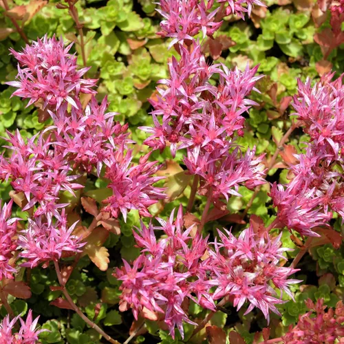 Vista 7 de Outsidepride Purple Carpet Sedum Seeds - 2000 semillas perennes de cobertura del suelo para plantar, plantas suculentas resistentes al frío