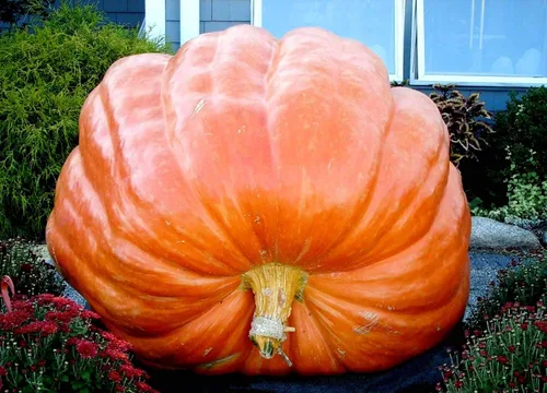 Vista 2 de Atlantic Giant Pumpkin Más de 10 semillas para plantar sin OMG