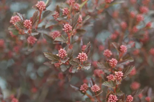 Vista 3 de Primeras ediciones - Physocarpus op. Little Devil (Ninebark) Arbusto, follaje burdeos, #3 - Contenedor