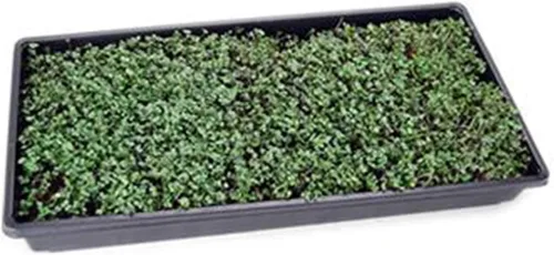 Vista 3 de Mezcla de semillas de microgreens orgánicas básicas, mezcla de semillas de microverduras sin OMG, brócoli, col rizada, colinabo, repollo, rúcula