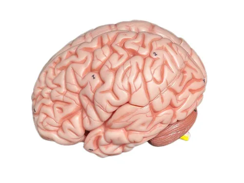 Vista 7 de Medical Anatomical Human Classic Modelo de calavera transparente 3 piezas con modelo cerebral de 8 partes, tamaño real