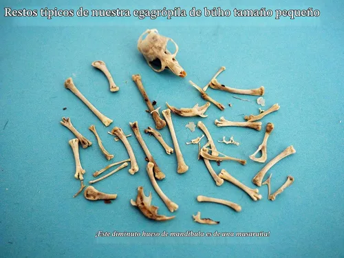 Vista 8 de Pellets Egagrópilas de Lechuza Común, Pequeñas (Paquete de 20)