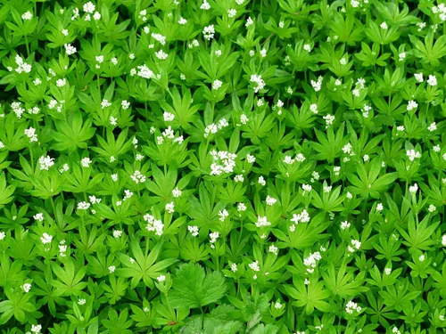 Vista 2 de Hierba dulce de Woodruff - Seco, cortado, natural Galium Odoratum - Peso neto: 1 oz/28 g