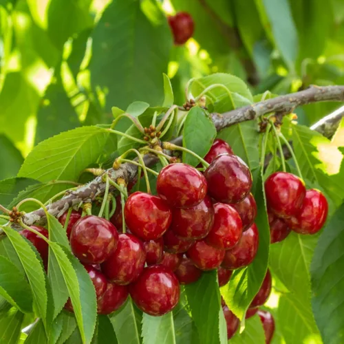 Vista 2 de Mezcla de semillas de árboles frutales bonsái enanos para plantar, más de 40 semillas de limonero, más de 40 cerezos, 40 + naranja, 40 + manzana, 20