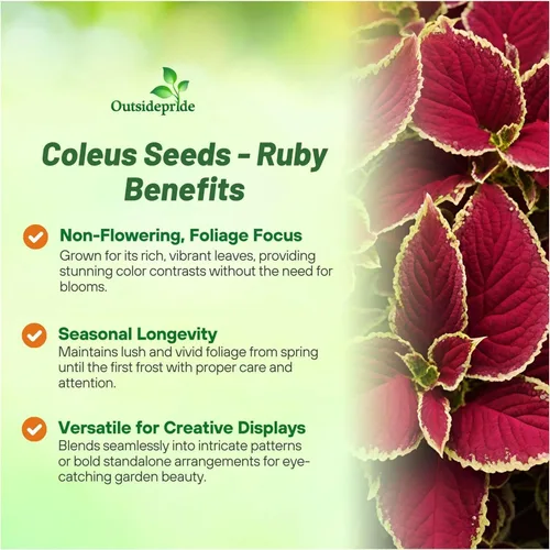 Vista 3 de Outsidepride Fairway Ruby Coleus Semillas para plantar, 100 unidades, anuales, compactas y fáciles de cultivar, semillas de flores con follaje