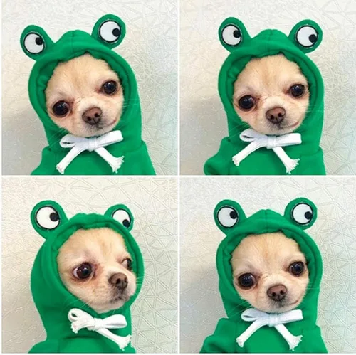 Vista 6 de Sudaderas con capucha para perro, ropa de rana para mascotas, suéter cálido de invierno, abrigo, ropa para perrito, ropa para cachorros, disfraz