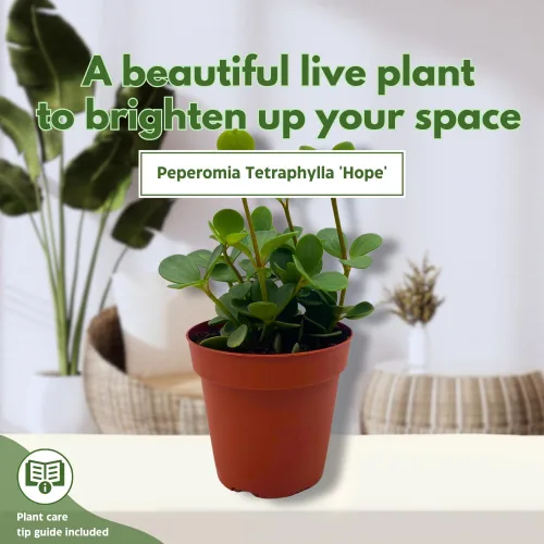 Vista 3 de BubbleBlooms Peperomia Esperanza en una olla rotundifolia de 4 pulgadas