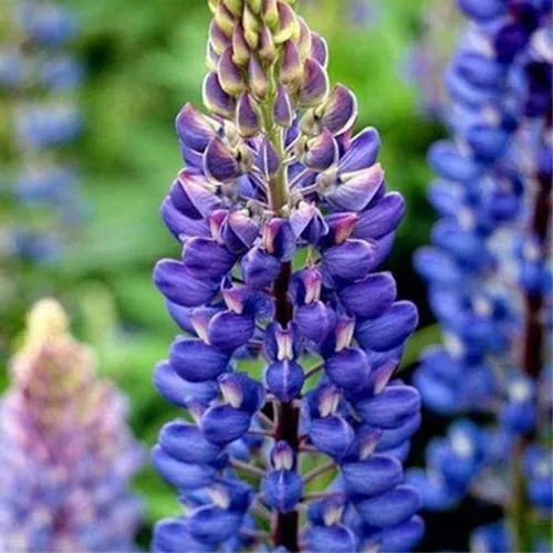 Vista 4 de Semillas Lupin Azul - Flores Perennes para Plantar