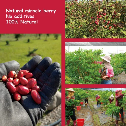Vista 7 de ¡Ohh! Berry Miracle Berry [las 6 de ellas], las bayas milagrosas son aperitivos de friut 100% naturales y liofilizados para volverse agrias