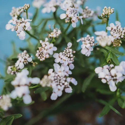 Vista 4 de Mezcla de hada enana Candytuft - 250 semillas de Candytuft de reliquia