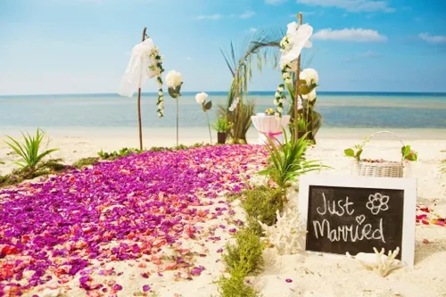 Vista 3 de Miami Fresh Orchid Flower OrchidClub USA Sunne Tropical Cabeza de floración suelta DIY Lei comida bebida decoración púrpura (Queen Purple Sonia 50)