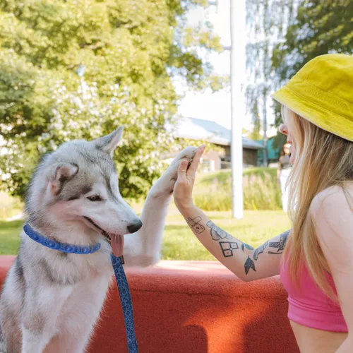 Vista 7 de Collar de entrenamiento para perros con 4 eslabones adicionales para perros medianos, grandes y extragrandes (azul)