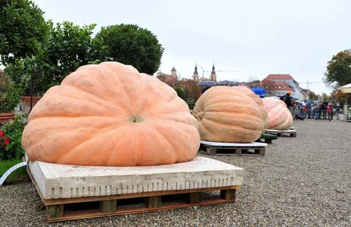Vista 2 de Seeds Giant Pumpkin Titan 130 lbs - Ornamental - Vegetal reliquia - Libre de OMG