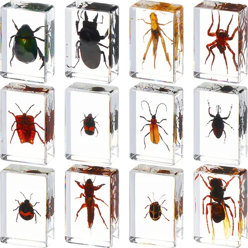 Vista 9 de 12 piezas de especímenes de insectos para niños, kit de colección