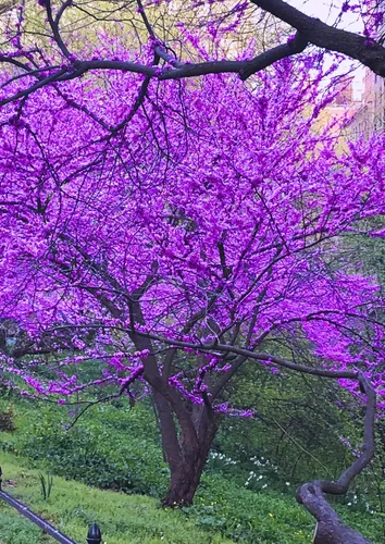 Vista 5 de Árbol Redbud oriental rosa morado, 7-13 pulgadas de alto
