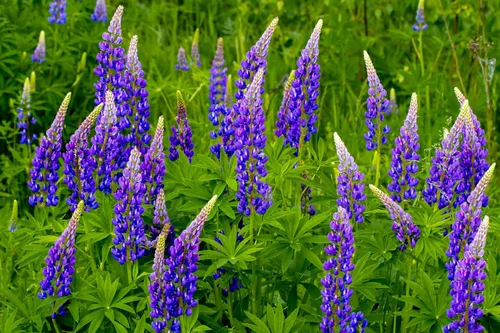 Vista 5 de Semillas Blue Lupine King Canute Flores Perennes Altas Gigantes Sin OGM