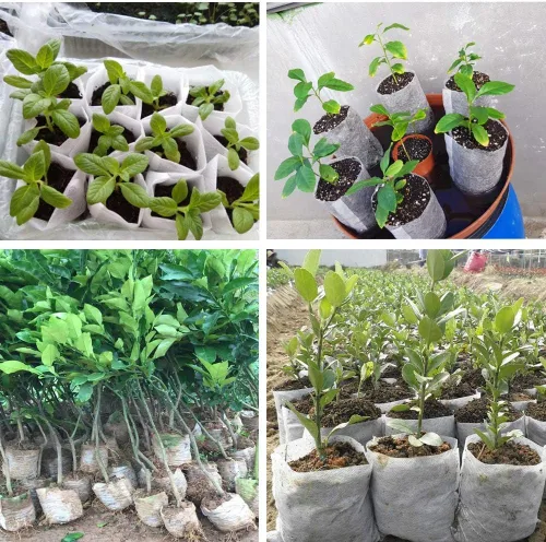 Vista 7 de Belit 100 bolsas de cultivo de enfermería, bolsa de cultivo de jardín para alta tasa de supervivencia de plántulas, plantación de plantas, semillas