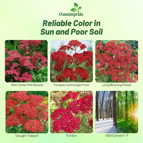 Vista 2 de Outsidepride Cerise Queen Yarrow Seeds – 10000 unidades. Semillas de flores perennes, versátiles, formadoras de grumos y tolerantes a la sequía