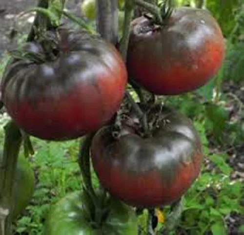 Vista 4 de Tomate, negro de TULA, reliquia, 100 semillas, tomate negro más grande - sabroso