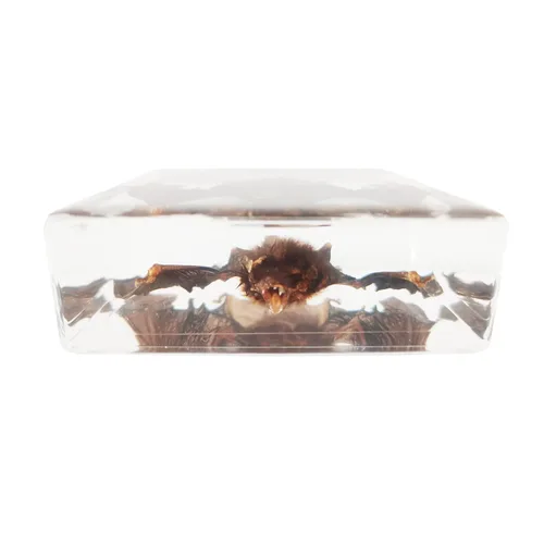 Vista 3 de Muestras de murciélago reales en manualidades de pisapapapeles de resina, colección de taxidermia de animales para educación científica y adorno
